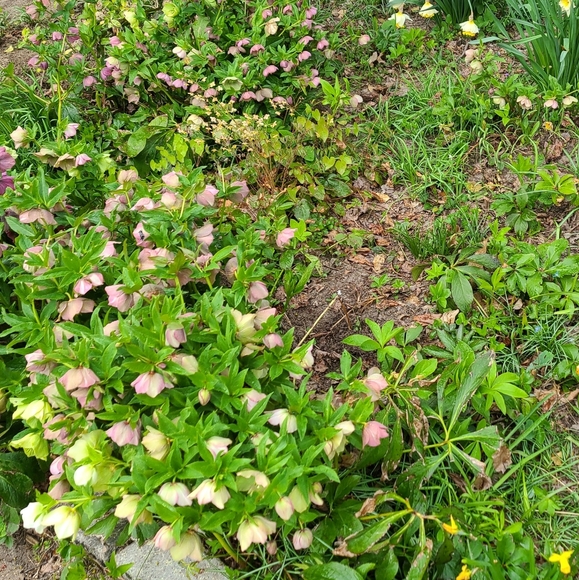 Hellebores Lenten Rose 4 plants $45 - Picture 6 of 7